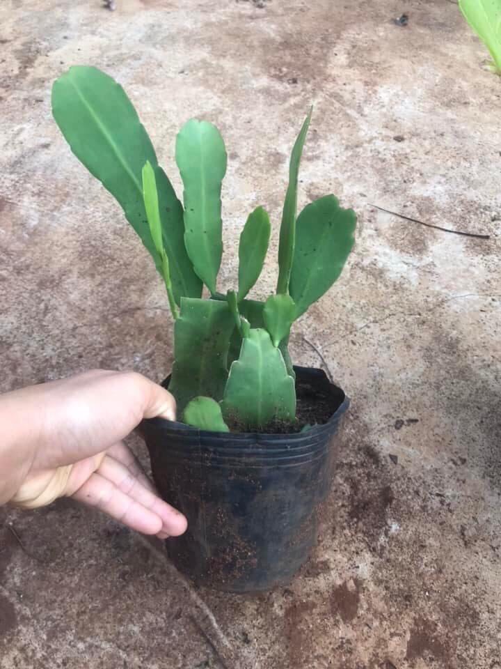 Đại Nhật Quỳnh màu Đẹp- Độc-Lạ (chậu giống)