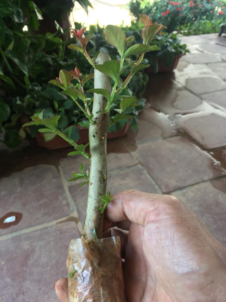 TƯỜNG VI BẦU LỚN - MÀU HỒNG - ĐỎ
