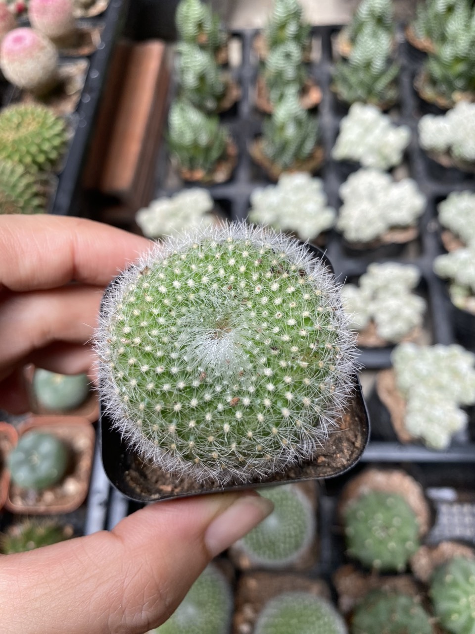 Xương rồng thiên nga , Size chậu 5cm