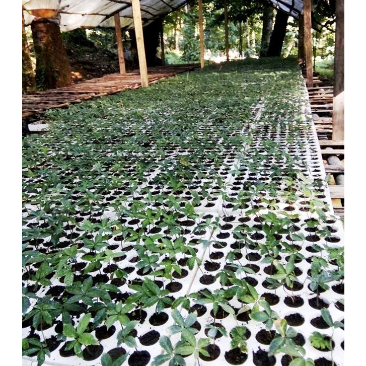 Hạt Giống Sâm Ngọc Linh ( 10 hạt )