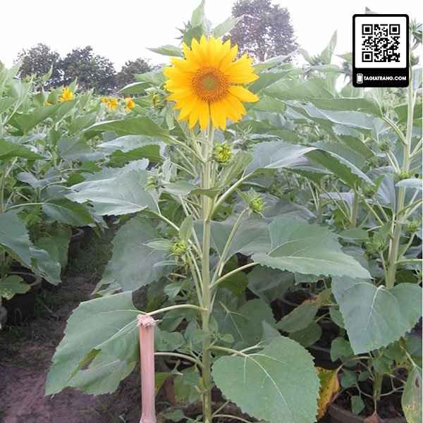 Hạt giống hoa hướng dương cao