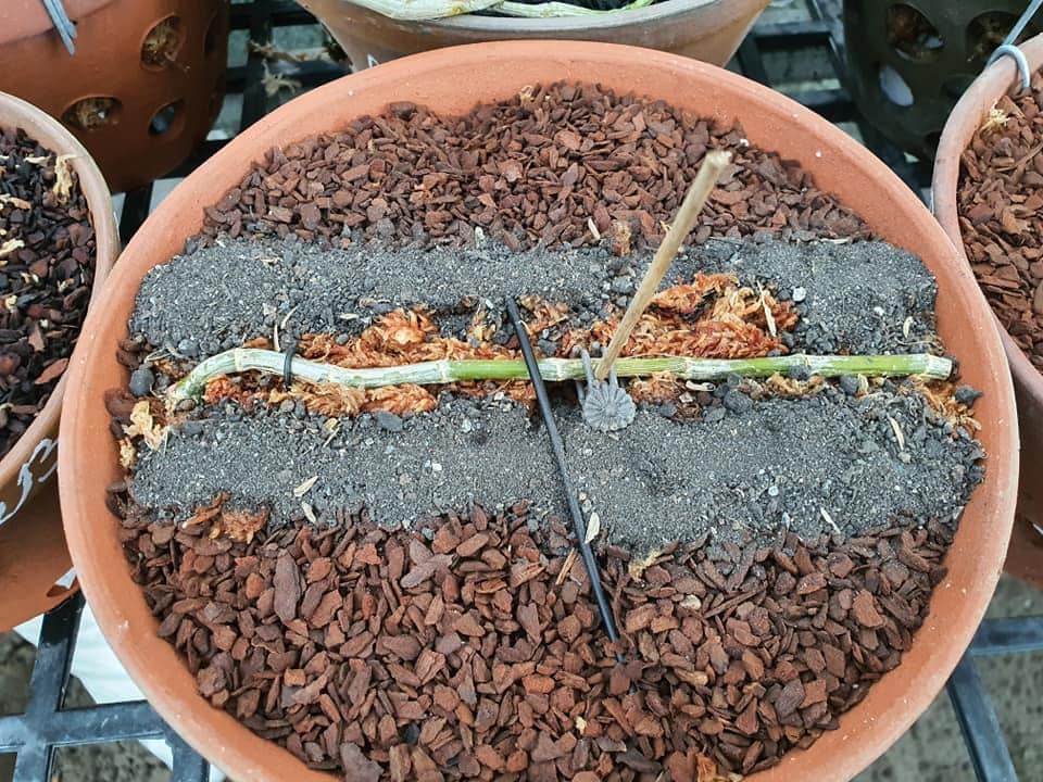Phân bón cho hoa lan NTT gói 1kg