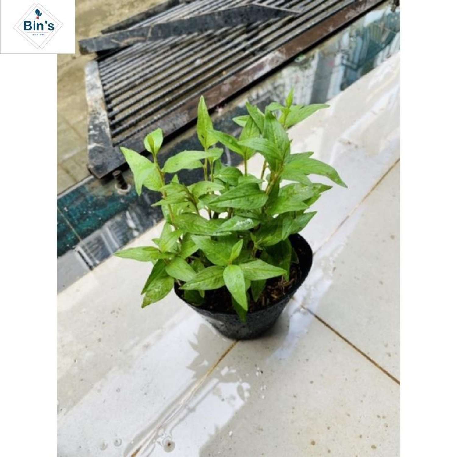 Bầu rau giống RAU RĂM.