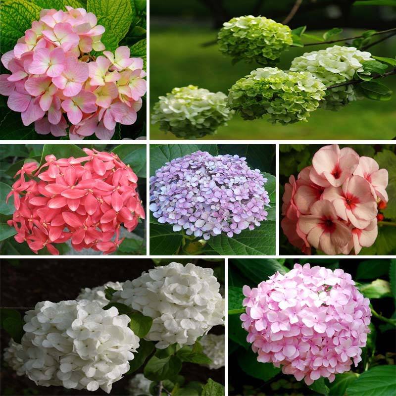 Mixed Color Hydrangea Seeds - 10 Seeds/Package