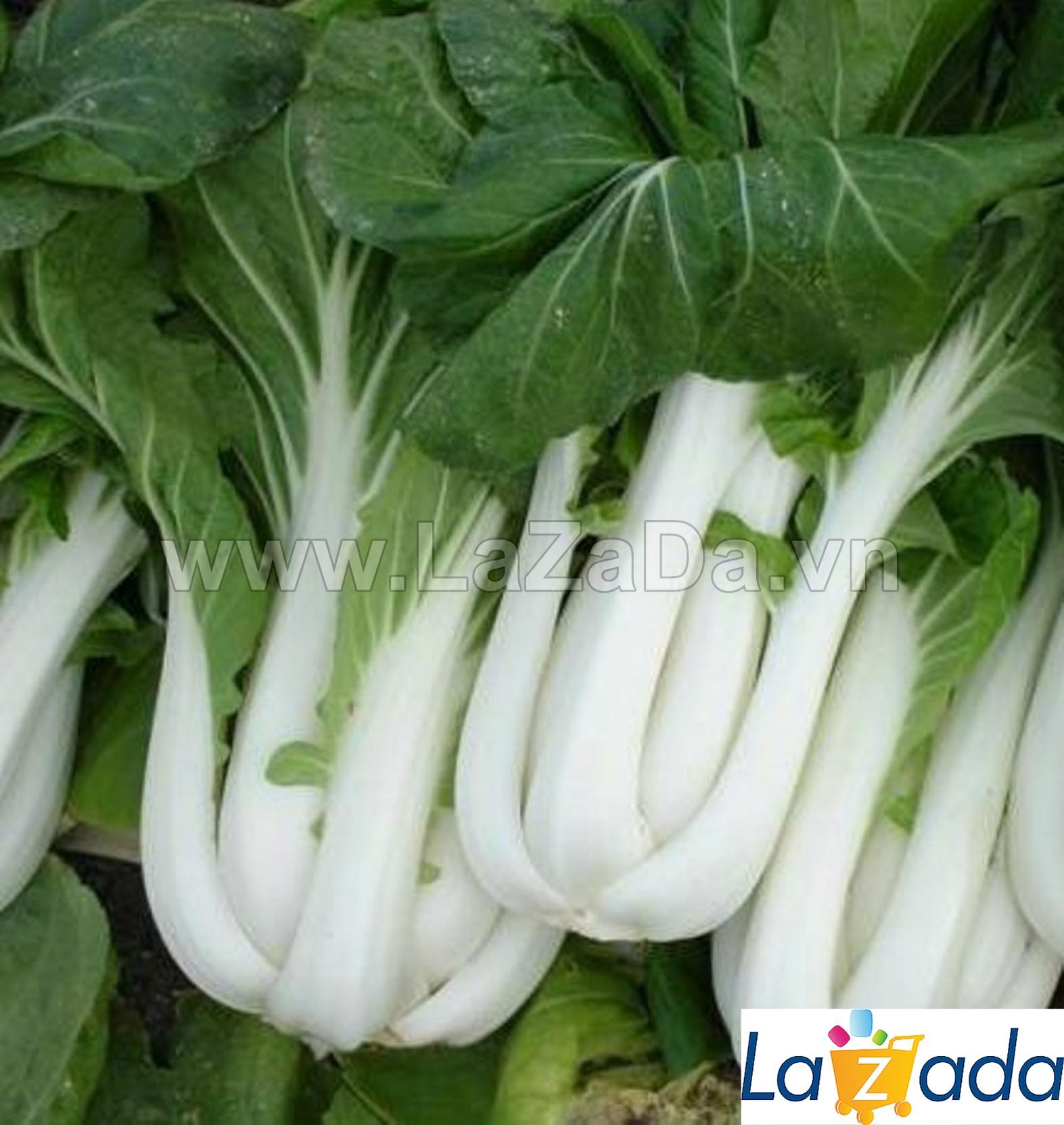 20Gr Hạt Giống Cải Thìa Cọng Trăng Cải Bẹ Trắng (B2.302| Y13*W24*M037)