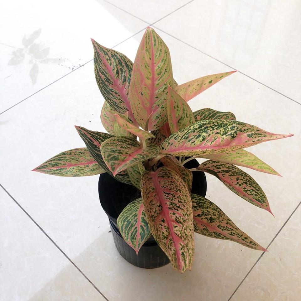 Cây thịnh vượng ( cây cung điện vàng)