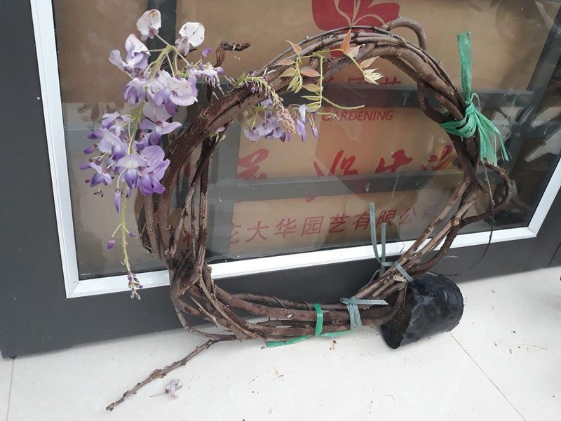 Cây hoa tử đằng nhật bảo tím leo, nguyên cuộn vòng hoa siêu đẹp