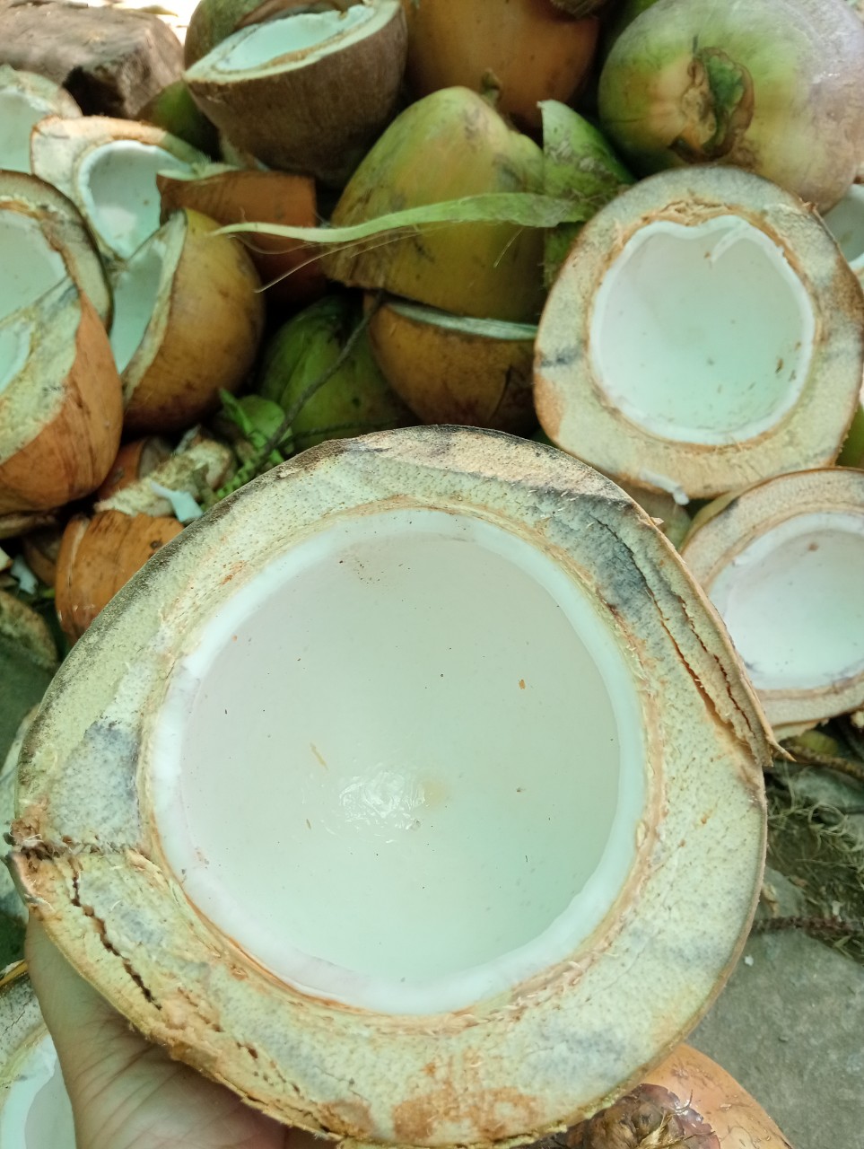 Mứt Dừa NON mềm dẻo ít ngọt siêu ngon