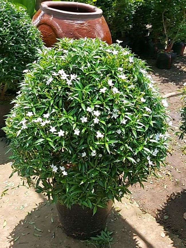 CÂY GIỐNG MAI VẠN PHÚC ( CÂY MAI TIỂU THƯ)