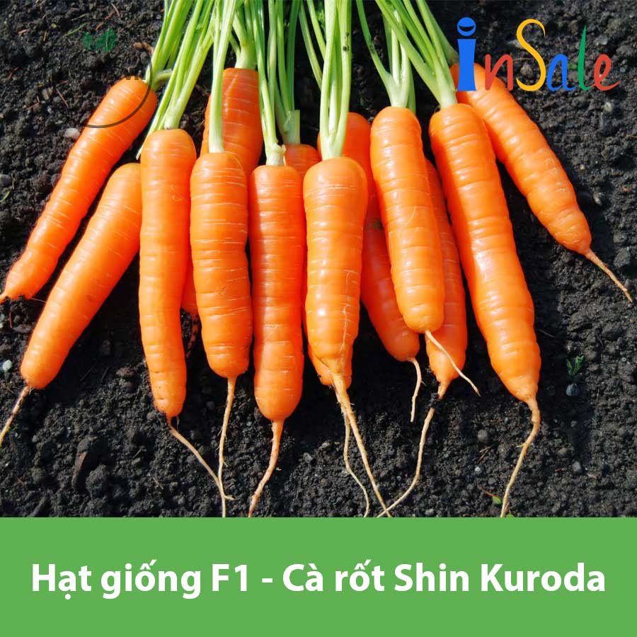 HẠT GIỐNG Cà rốt Shin Kuroda