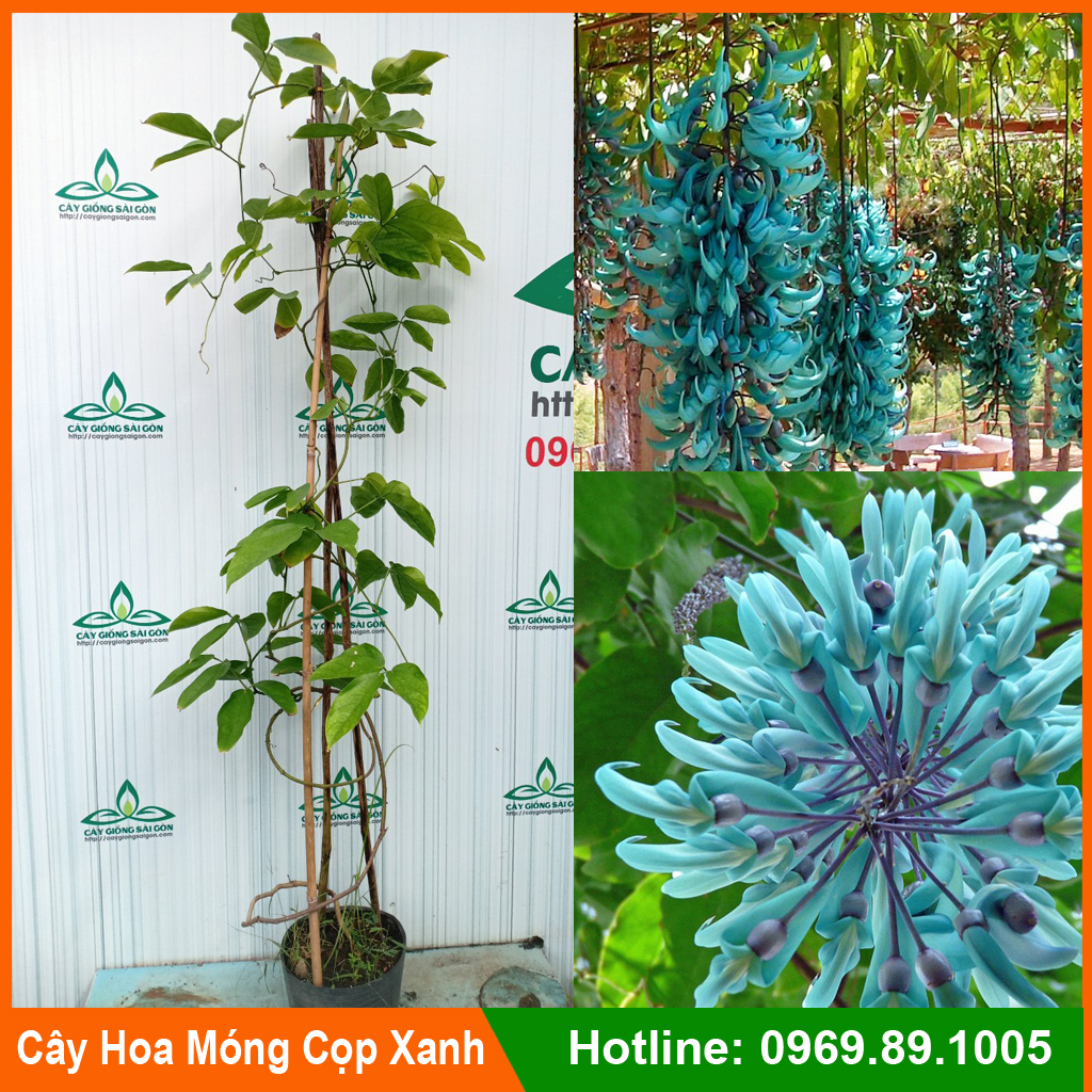 CÂY GIỐNG HOA MÓNG CỌP XANH CHUỖI HOA DÀI, HOA ĐẸP LẠ (cây cao 45-50cm) Hình cuối
