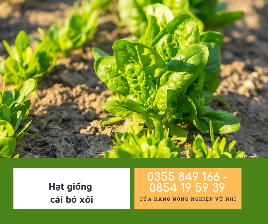 Hạt giống cải bó xôi ( rau bina, rau chân vịt)