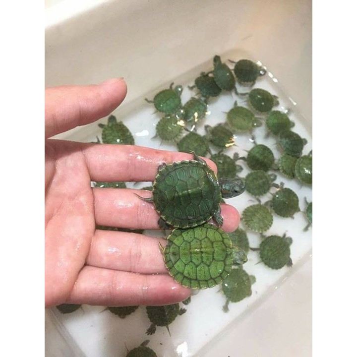 Bể cá betta có vách ngăn đôi (vách ngăn có thể tháo lắp)