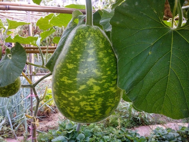 Hạt Giống Bầu Yang Long ( Nguyên Gói)