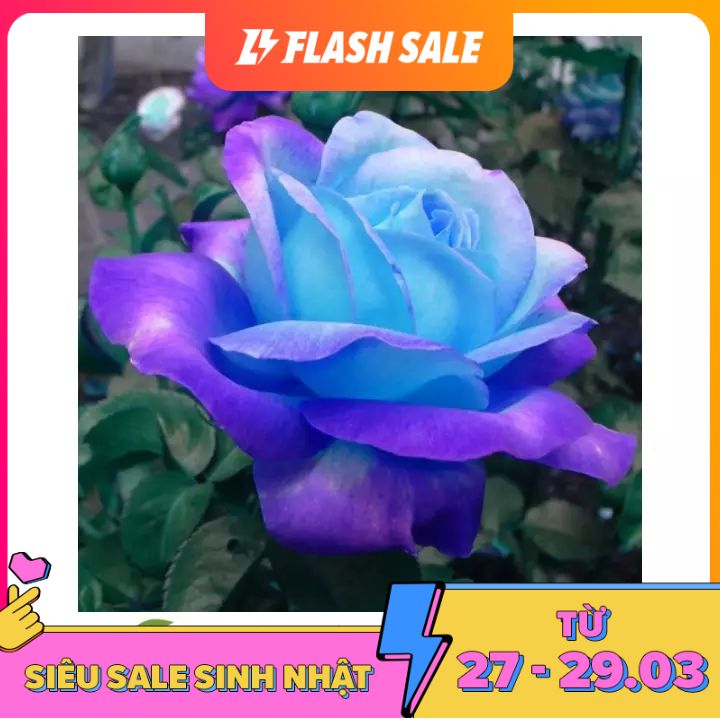 30C Hạt Giống Hoa Hồng Xanh 10H