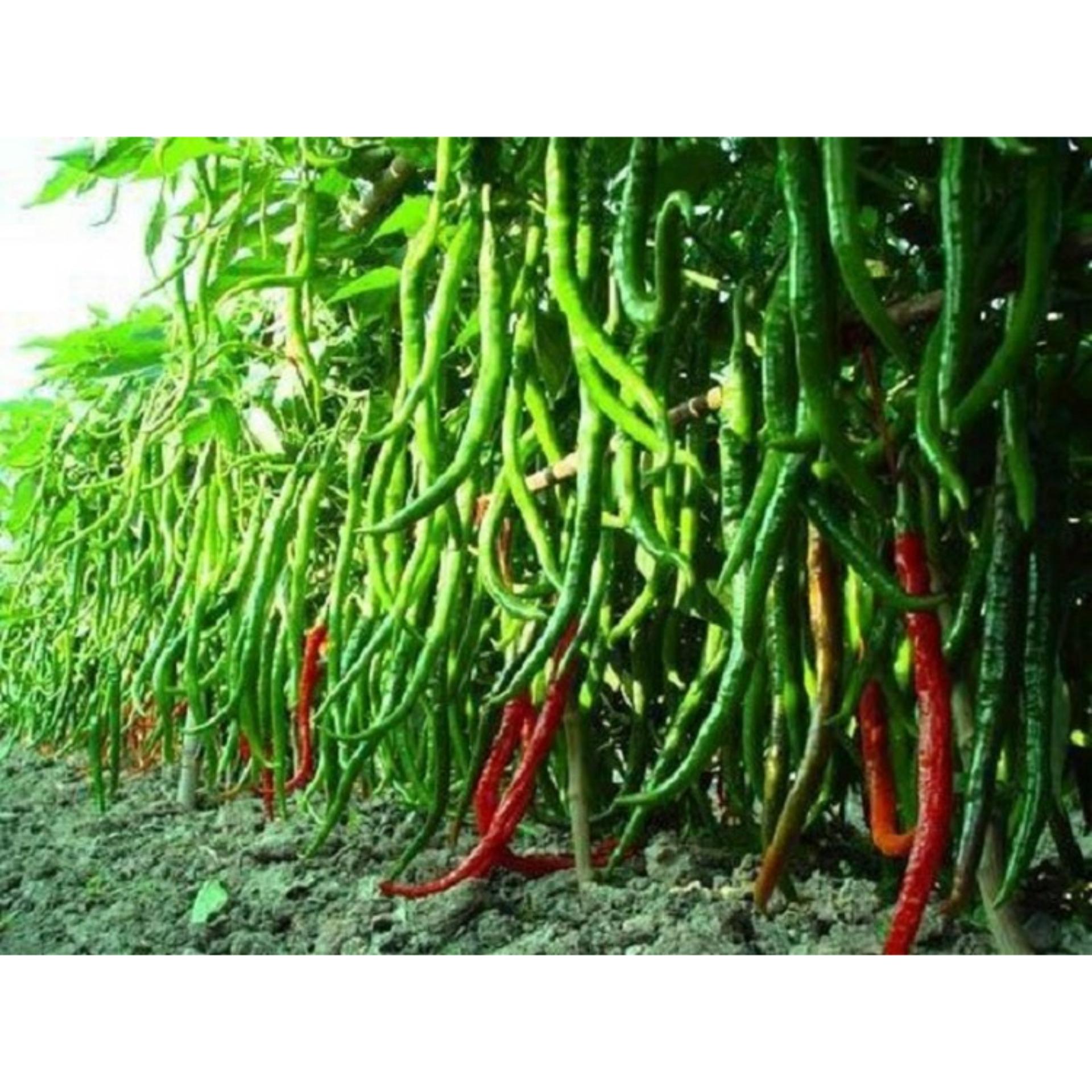30 Hạt giống Ớt đậu đũa (tặng Kích nẩy mầm, Hướng dẫn ươm)