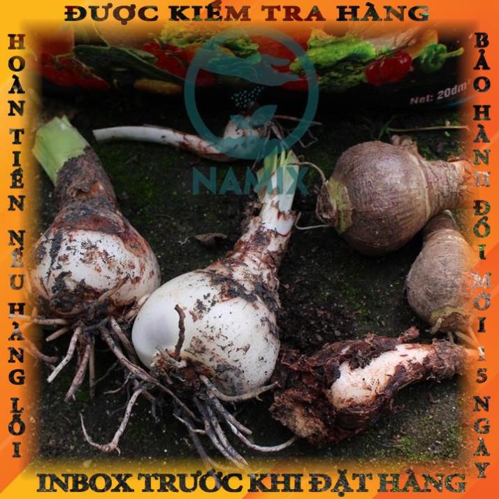 CỦ HOA HUỆ TÂY CÁNH KÉP (MUA 5 TẶNG 2, MUA 10 TẶNG 6)