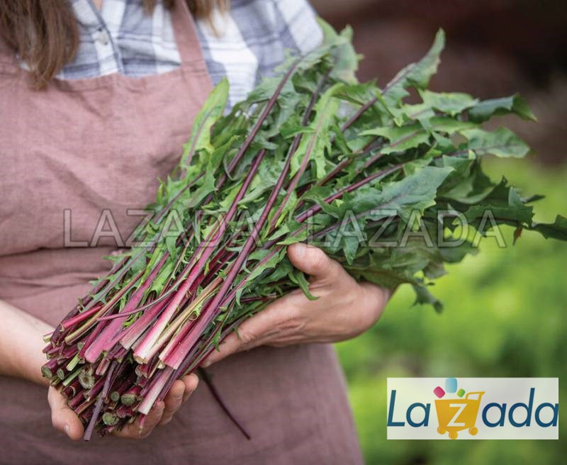 300h Hạt Giống Cải Bó Xôi Bồ Công Anh Đỏ Cọng (B2.304| B56*W51*M011)