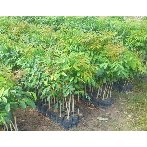 CÂY XÀ CỪ GIỐNG TỐT (cây giống bảo hành )