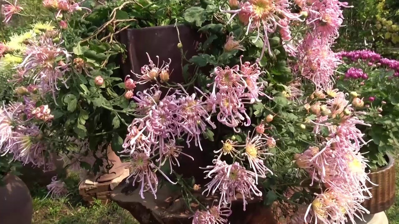 Hoa Cúc cổ Hồng tú kiều (cây giống)