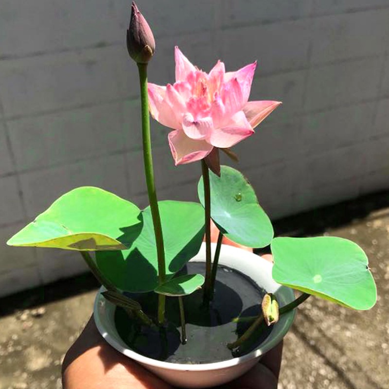 1 hạt giống hoa sen nhật mini