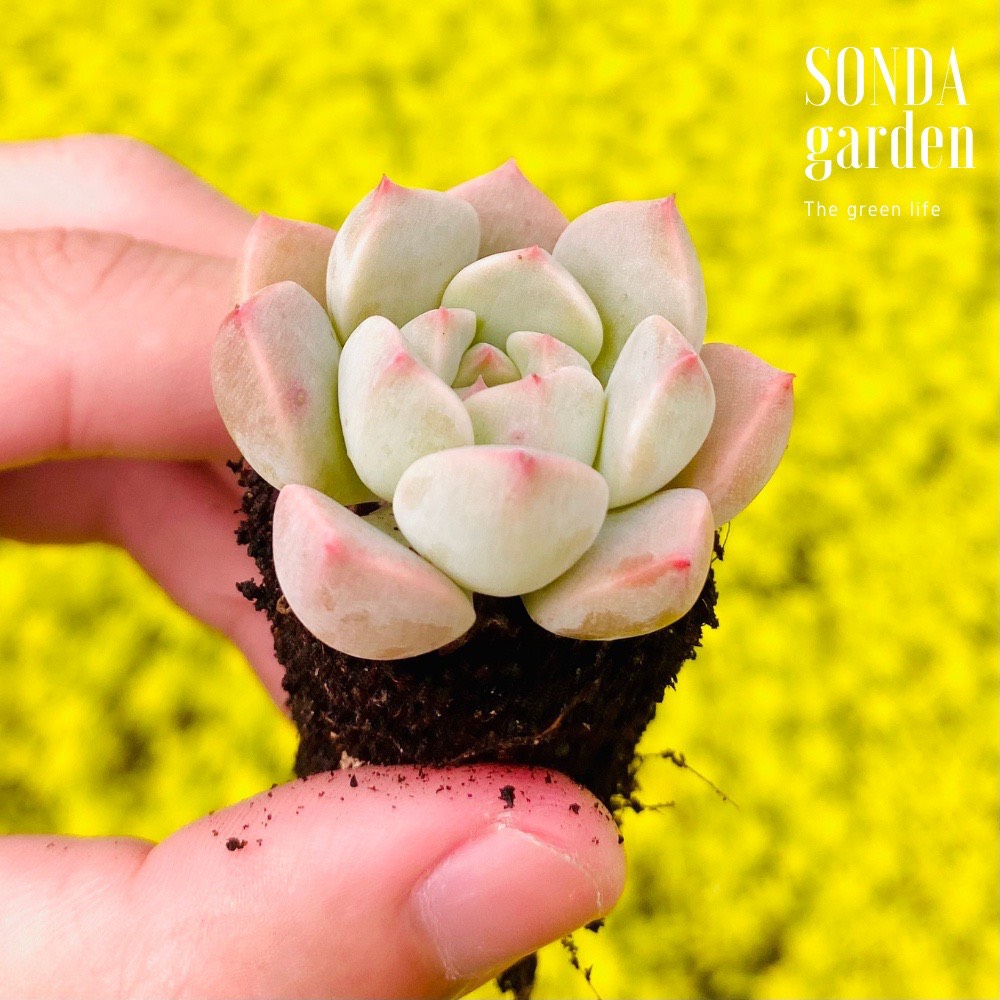 SEN ĐÁ HỒNG QUẾ SIZE MINI SIÊU KHỎE ĐẸP LỖI 1 ĐỔI 1