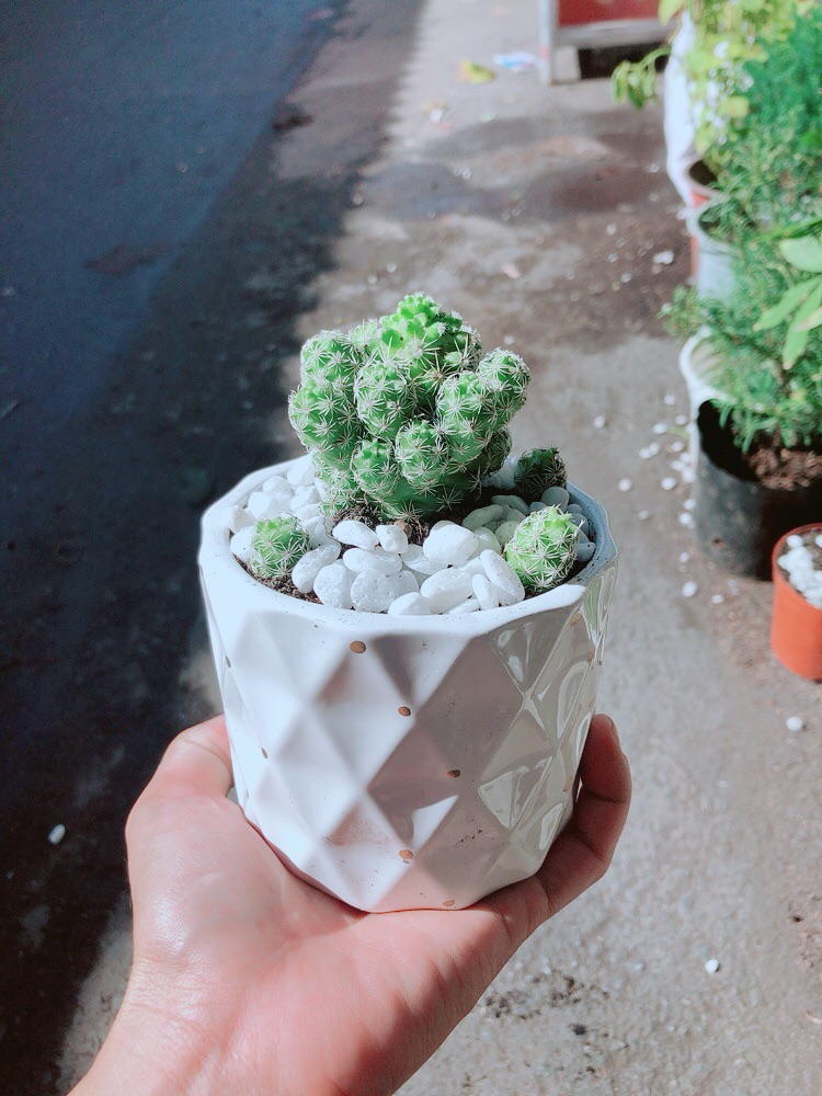 Chậu Xương Rồng Trứng Chim