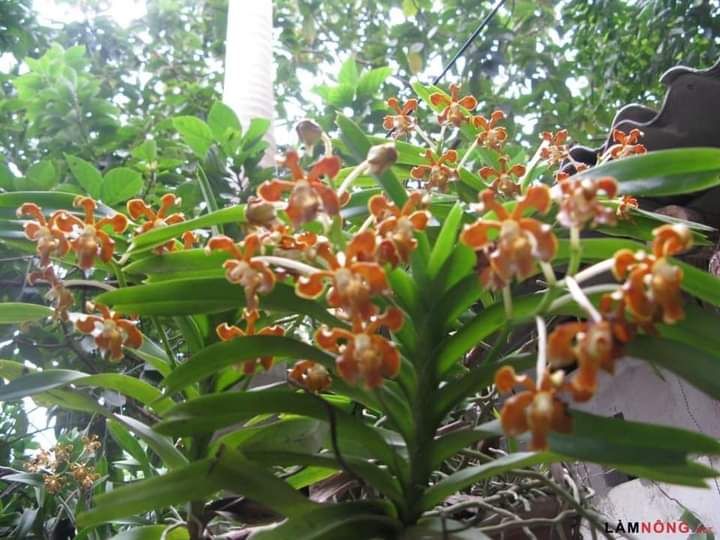Lan Vanda thơm 1 cây