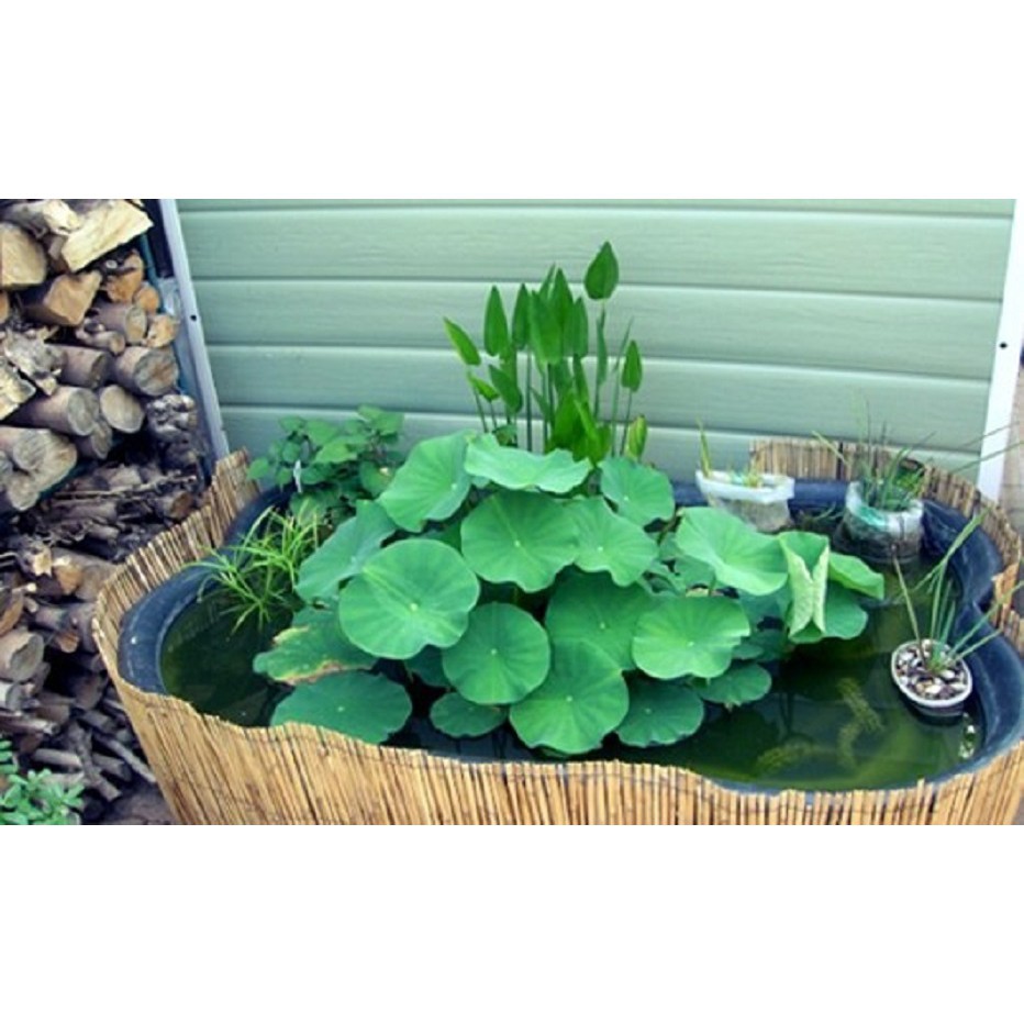 10 Hạt Giống Hoa Sen Nhật Mini Mix