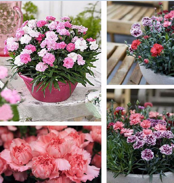 Hạt giống hoa Cẩm Chướng kép Lùn nhiều màu - gói 50 hạt