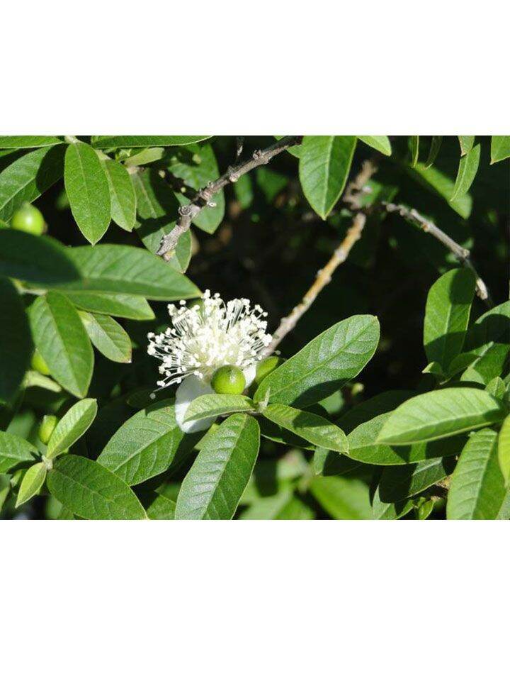 [Chỉ giao miền Nam 1-2 ngày tới] 1 kg lá ổi Sẻ tươi, đóng gói hút ẩm, đảm bảo tươi nguyên