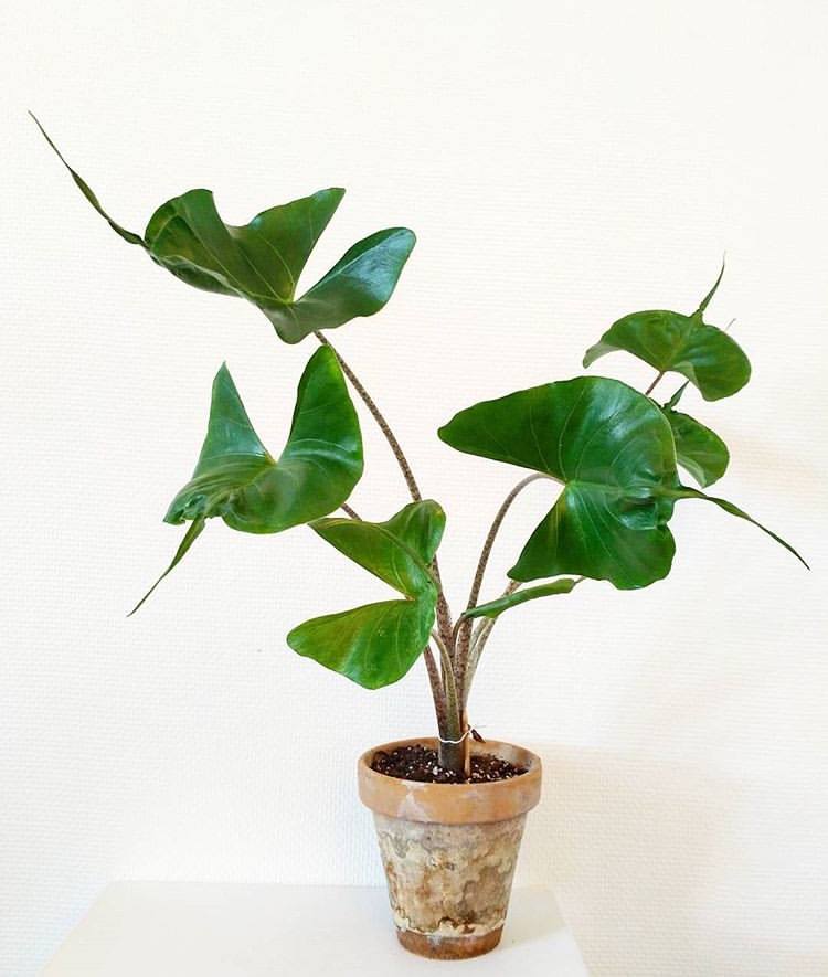 Cây môn cá đuối - Alocasia Stingray - Cây cảnh mini