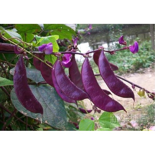Gói 5 hạt giống đậu ván tím