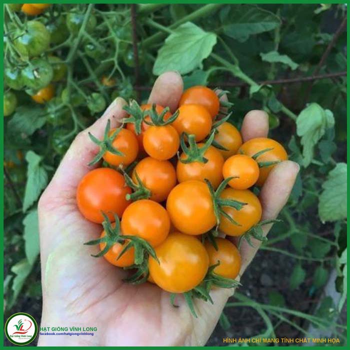 Hạt giống Cà chua bi lùn vàng RD 637 - 0,1g