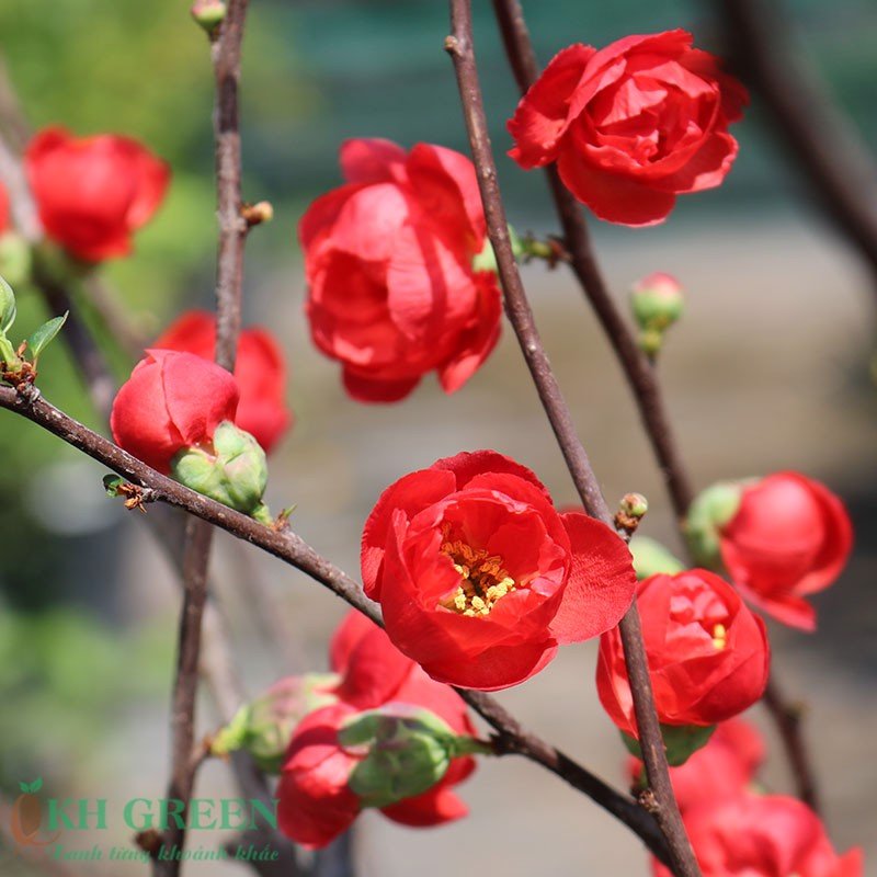 Hạt giống hoa mai Trung Quốc hoa đỏ - Gói 5 hạt