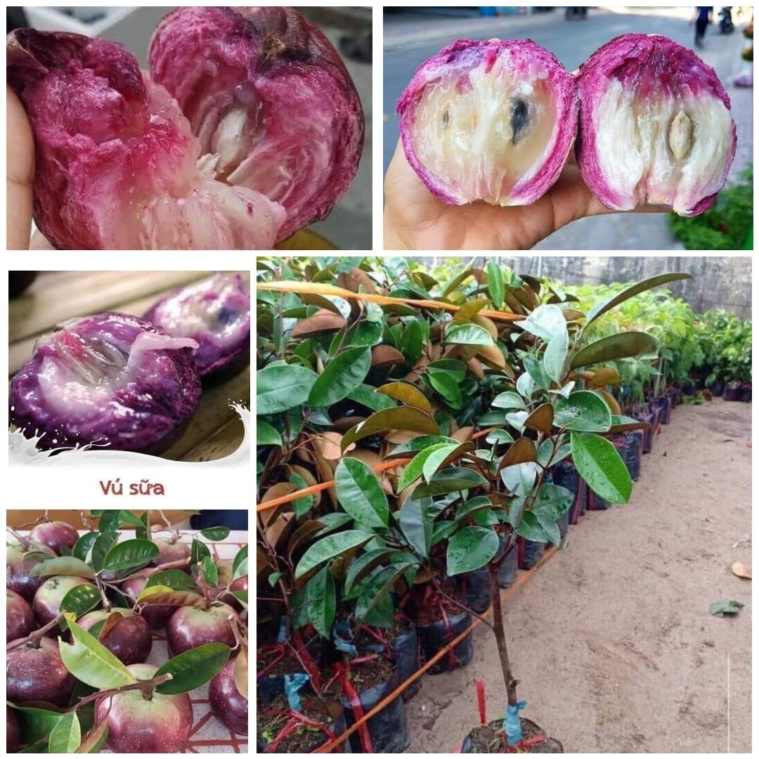 cây vú sữa tím