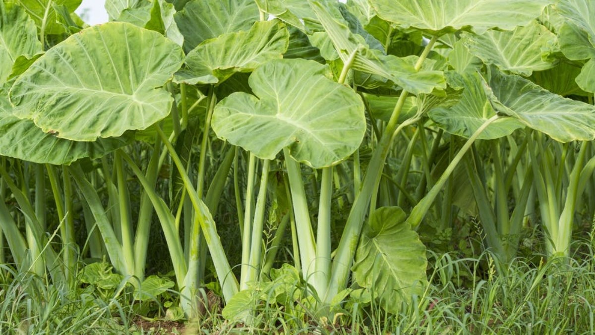 Cây bạc hà nấu canh chua (cây dọc mùng)