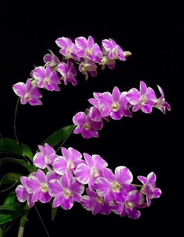 HOA LAN CHỚP HỒNG