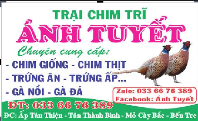 Trứng chim trĩ xanh đỏ combo 5 trứng ấp cồ cao