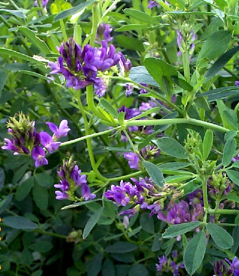 [HCM]Hạt Giống Cỏ Đậu ALFALFA - Gói 100gr