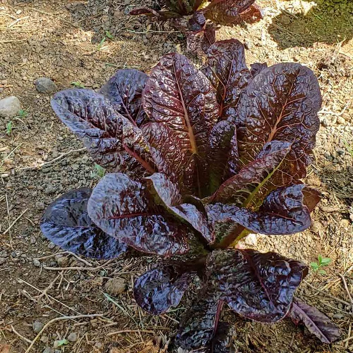 [HCM]Hạt Giống Xà lách Red Romaine -gói 2gram