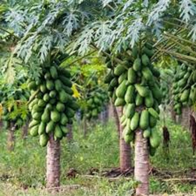 Hạt gi.ống đu đủ lùn thái lan dể trồng-gói 10 hạt