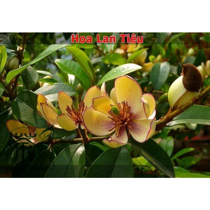 Cây hoa lan tiêu
