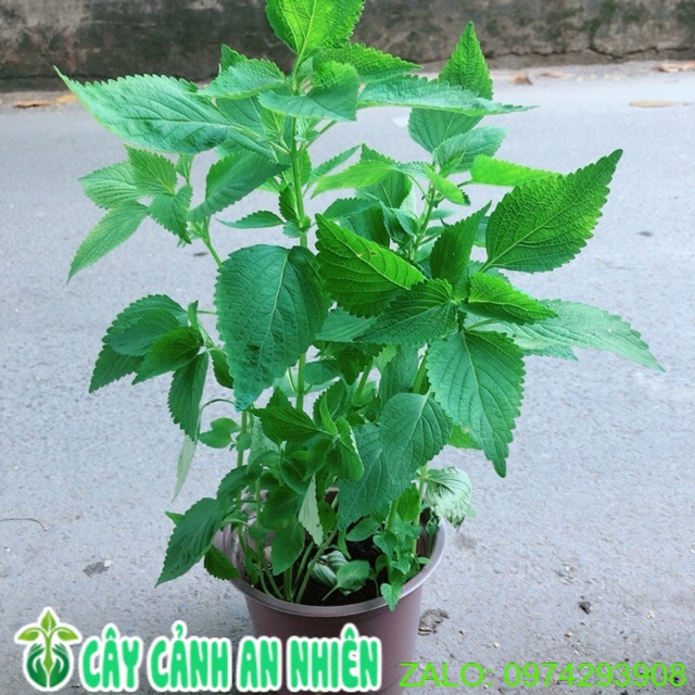 [HCM]Chậu Cây Rau Kinh Giới