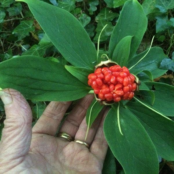 [3 packs] - paris polyphylla