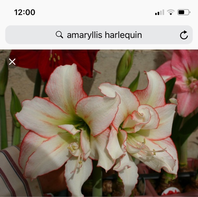 Củ Huệ Kép Giống (Double Dream, Alfresco)