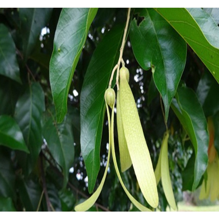 Cây gỗ sao đen giống (cây đẹp có bảo hành)