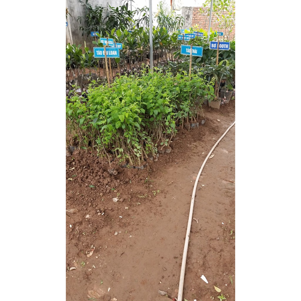 Cây Táo T5 Giống Mới