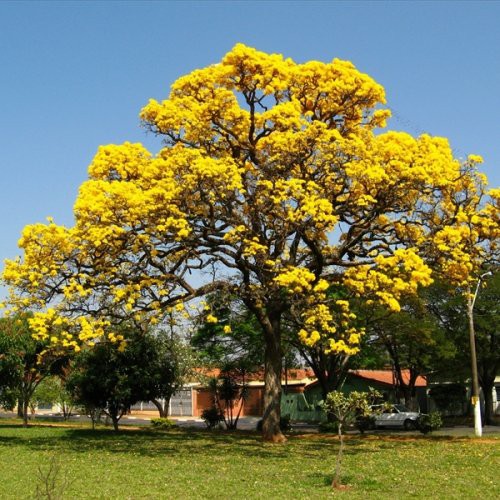 Combo 2 cây phong linh vàng giống