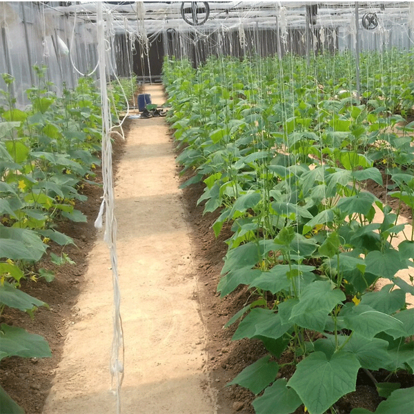 Hạt giống Dưa Chuột không hạt trái ngắn ( mua 3 tặng 1)